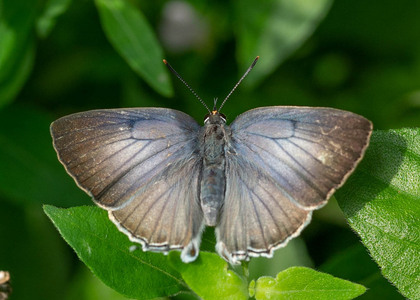 The butterfly Capys odana adana photographed in Uganda