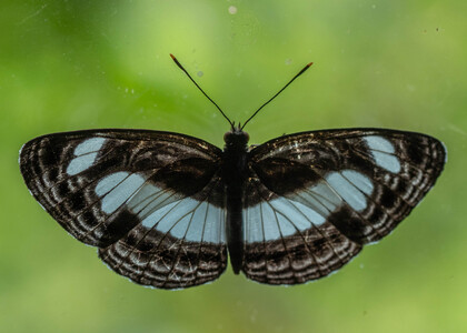 The butterfly Neptis nemetes nemetes photographed in Uganda