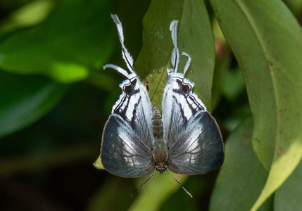 The butterfly Hypolycaena liara liara photographed in Uganda