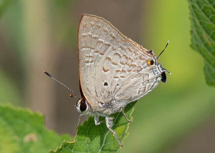 The butterfly Capys antalus photographed in Uganda