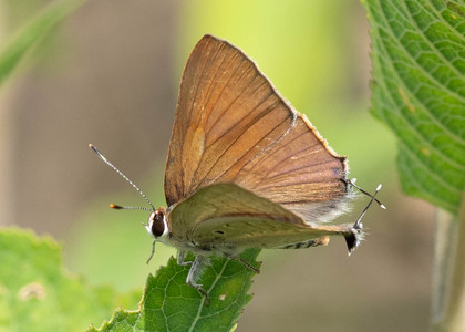 The butterfly Capys antalus photographed in Uganda