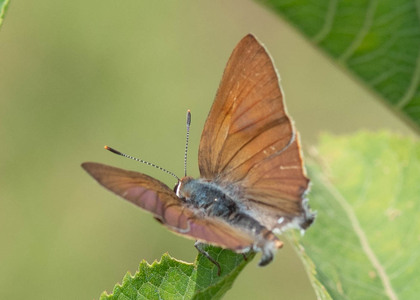 The butterfly Capys antalus photographed in Uganda