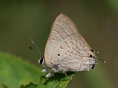 The butterfly Capys antalus photographed in Uganda