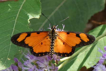 The butterfly Telchinia serena photographed in Uganda