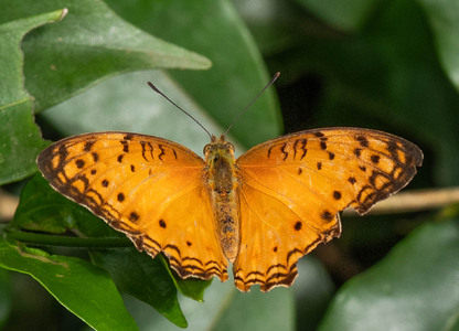 The butterfly Phalanta eurytis photographed in Uganda