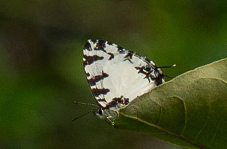 The butterfly Uranothauma heritsia intermedia photographed in Uganda