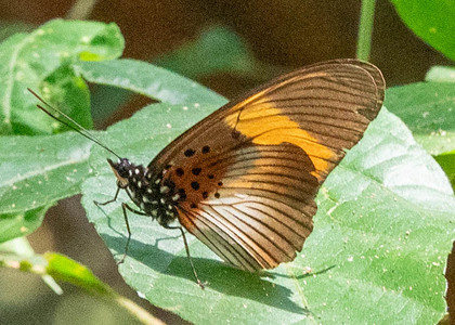 The butterfly Pseudoacraea eurytus photographed in Nkima Forest Lodge,Uganda