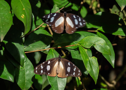 The butterfly Amauris tartarea tartarea photographed in Uganda