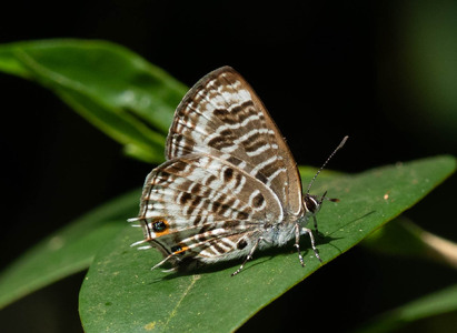 The butterfly Anthene larydas photographed in Uganda
