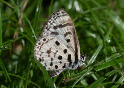 The butterfly Azanus mirza photographed in Uganda
