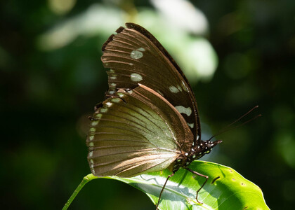 The butterfly Hypolimnas dinarcha grandis photographed in Uganda