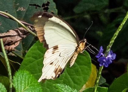 The butterfly Papilio dardanus photographed in Uganda