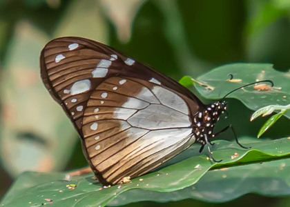 The butterfly Amauris tartarea tartarea photographed in Uganda