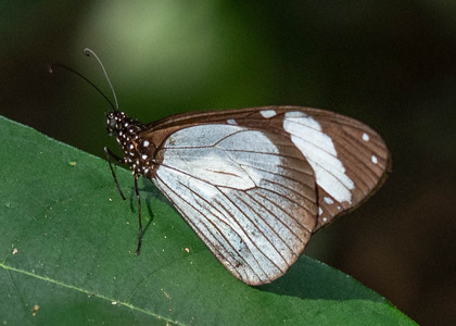 The butterfly Amauris niavius photographed in Uganda