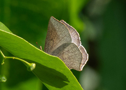 The butterfly Aslauga. purpurescens levantis photographed in Uganda