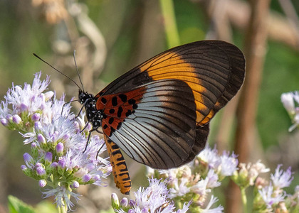 The butterfly Bematistes poggei nelsoni photographed in Uganda