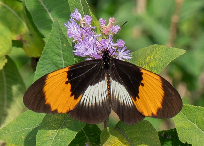 The butterfly Bematistes poggei nelsoni photographed in Nkima Forest Lodge, Uganda