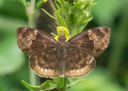 The butterfly Eagris decastigma purpura photographed in Uganda