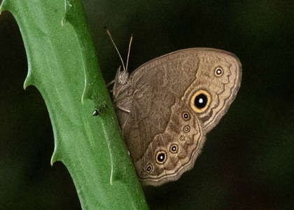 The butterfly Bicyclus safitza safitza photographed in Uganda