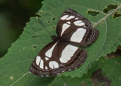 The butterfly Neptis melicerta photographed in Uganda