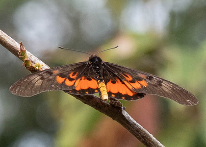 The butterfly Telchinia perenna perenna photographed in Uganda