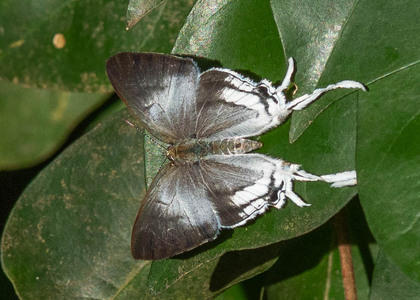 The butterfly Hypolycaena liara liara photographed in Uganda