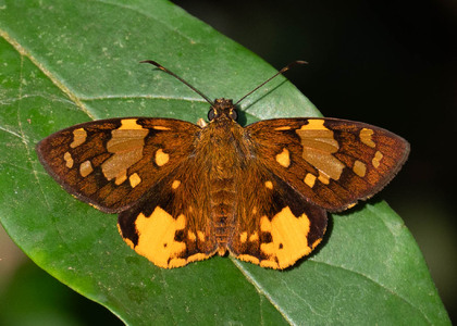 The butterfly Apallaga alluaudi photographed in Nkima Forest Lodge,Uganda