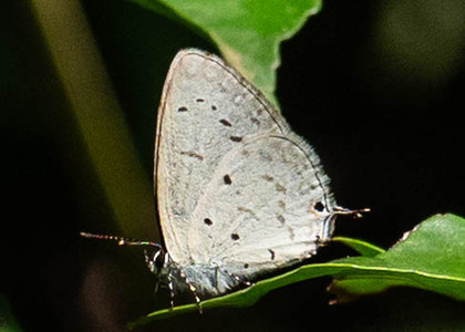 The butterfly Eicochrysops hippocrates photographed in Uganda