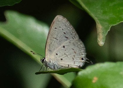 The butterfly Eicochrysops hippocrates photographed in Uganda