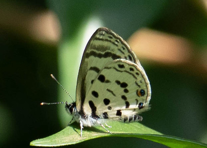 The butterfly Azanus mirza photographed in Uganda