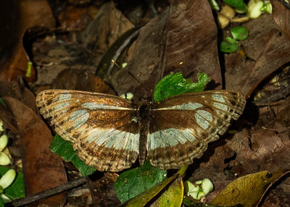 The butterfly Neptis metella flavimacula photographed in Uganda