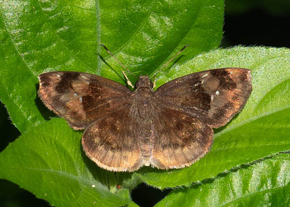 The butterfly Sarangesa bouvieri photographed in Uganda