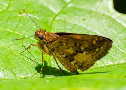 The butterfly Pardaleodes pusiella photographed in Uganda