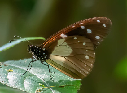 The butterfly Amauris albimaculata magnimacula photographed in Uganda
