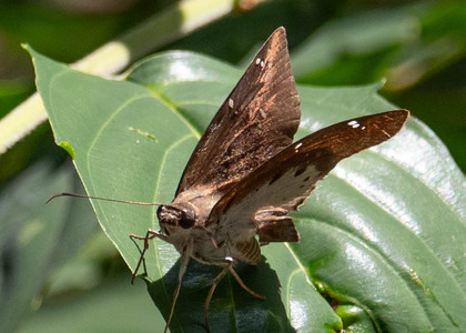 The butterfly Tagiades flesus photographed in Uganda