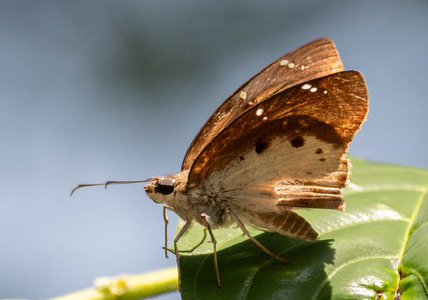The butterfly Tagiades flesus photographed in Uganda