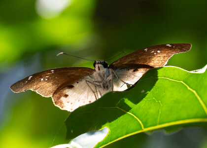 The butterfly Tagiades flesus photographed in Uganda