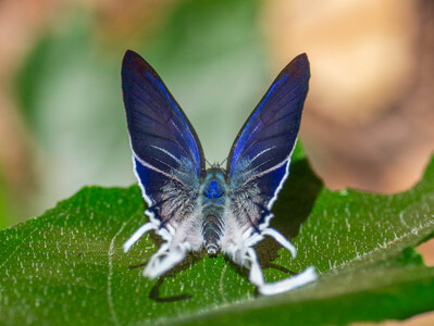 The butterfly Hypolycaena hatita ugandae photographed in Uganda
