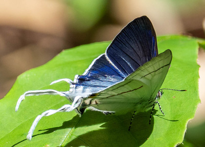 The butterfly Hypolycaena hatita ugandae photographed in Uganda