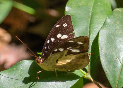 The butterfly Aterica galene extensa photographed in Uganda