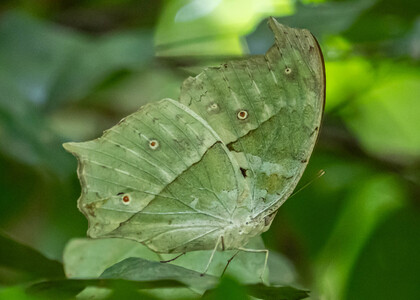 The butterfly Protogoniomorpha parhassus photographed in Uganda