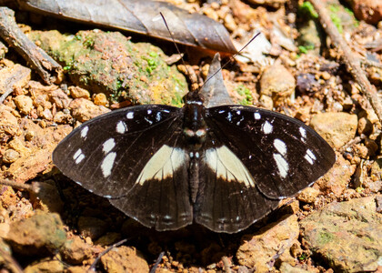 The butterfly Aterica galene extensa photographed in Uganda