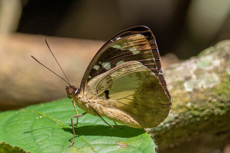 The butterfly Aterica galene extensa photographed in Uganda