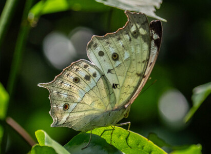 The butterfly Protogoniomorpha parhassus photographed in Uganda
