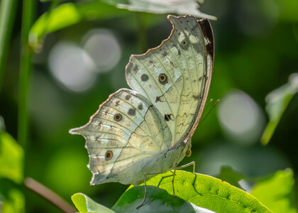 The butterfly Protogoniomorpha parhassus photographed in Uganda