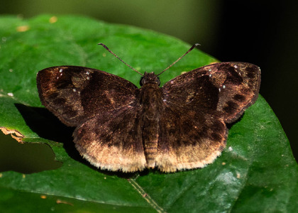The butterfly Sarangesa bouvieri photographed in Uganda
