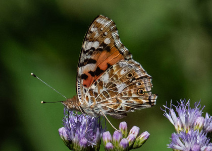 The butterfly Vanessa cardui photographed in Nkima Forest Lodge, Uganda