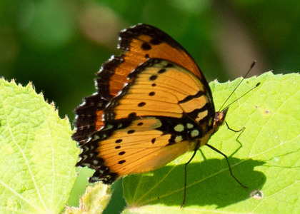 The butterfly Precis octavia sesamus photographed in Uganda