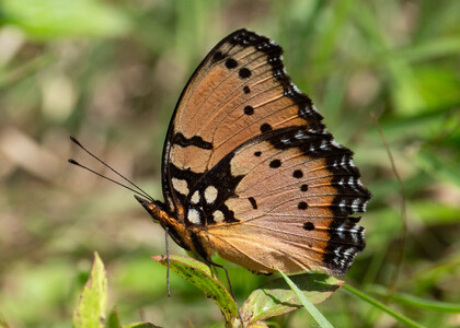 The butterfly Precis octavia sesamus photographed in Uganda