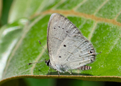The butterfly Eicochrysops hippocrates photographed in Uganda